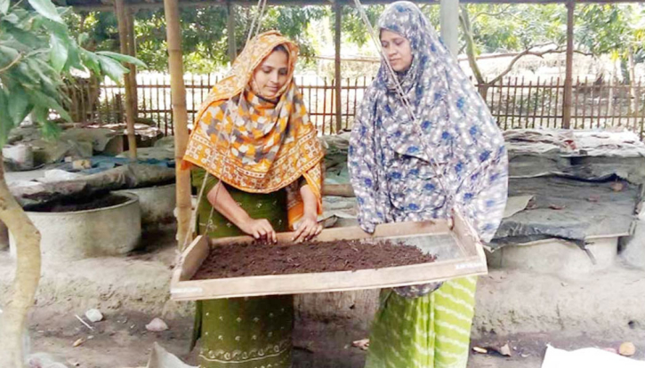 ঈশ্বরদীতে কেঁচো সার উৎপাদন 