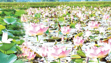 বলাকইড় বিলে মনোহর পদ্মমেলা