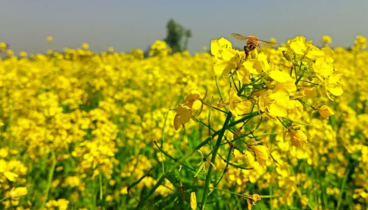 সরিষা ফুলের যত গুণ