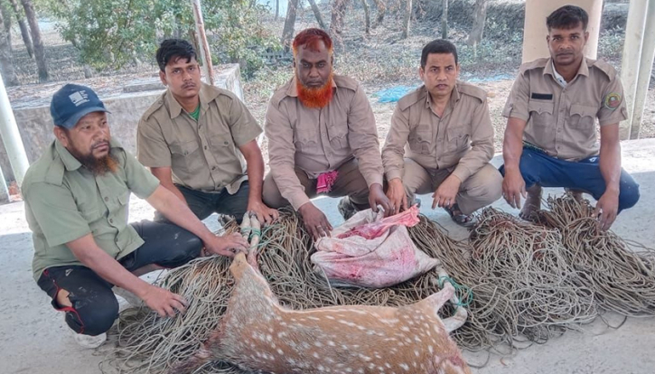 সুন্দরবনে অভিযান চালিয়ে মৃত হরিণ, মাংস ও ফাঁদ জব্দ