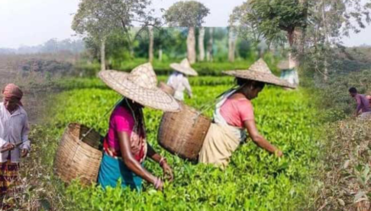 সিলেট-হবিগঞ্জের চা বাগানে প্রুনিং শুরু